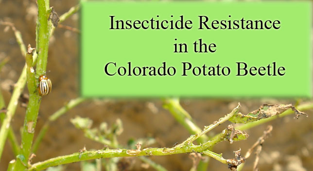 colorado potato beetle on a damaged plant